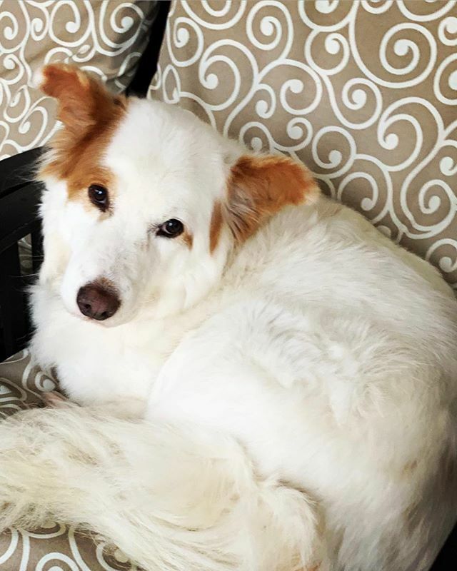 stephiskis's tweet photo. #imatwestminsterdogshow https://t.co/Q8xK8Jqglh https://t.co/ERwfiZhi9k