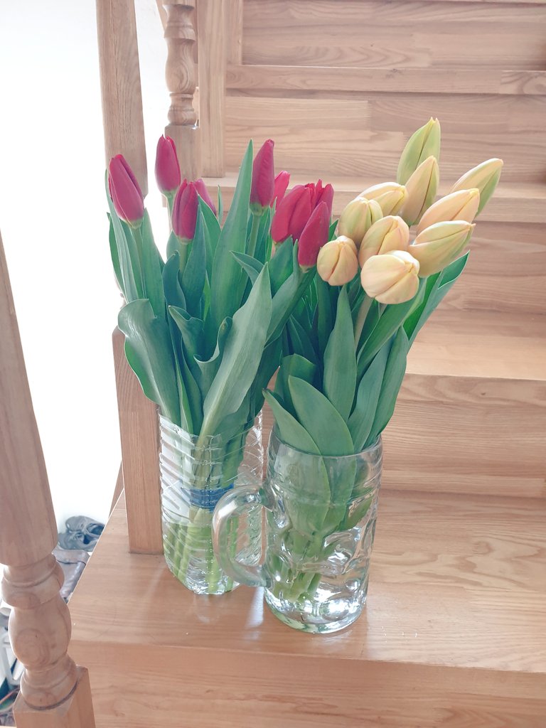 내일 아이의 졸업식은 취소되었지만,  꽃다발은 만들어주려고 튤립을 샀어요.
노란 망고튤립과 빨강 벤반잔텐 튤립입니다. 😍
집에서 가장 추운 곳에 놓았어요. 내일까지 봉오리상태를 유지해주어야 할텐데요. 마땅한 크기의 꽃병이 없어서 맥주잔과 생수통에 꽃아두었어요. 😂