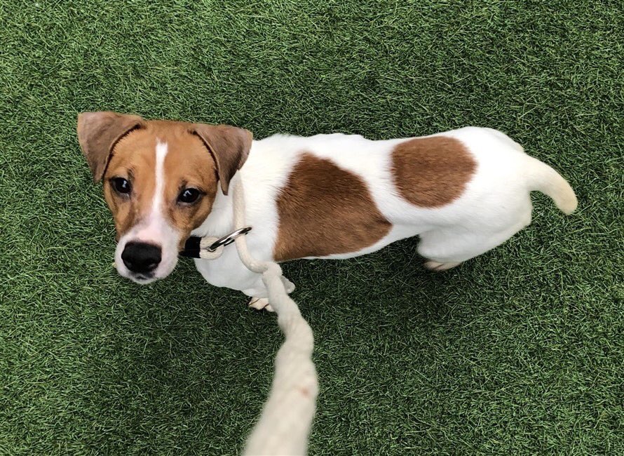 KeithOlbermann's tweet image. MILO DIES TUESDAY BECAUSE HE ALLEGEDLY bit some fur off a cat. He’s terrified, his “human” left him to die, trashed his rep. He’s also just 2 years old, weighs 12 lbs, not a dire threat. Pledge via @TomJumboGrumbo for Milo #86951 #SaveThisDog PLEASE RT newhope.shelterbuddy.com/Animal/Profile…