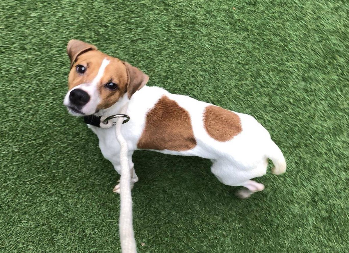 KeithOlbermann's tweet image. MILO DIES TUESDAY BECAUSE HE ALLEGEDLY bit some fur off a cat. He’s terrified, his “human” left him to die, trashed his rep. He’s also just 2 years old, weighs 12 lbs, not a dire threat. Pledge via @TomJumboGrumbo for Milo #86951 #SaveThisDog PLEASE RT newhope.shelterbuddy.com/Animal/Profile…