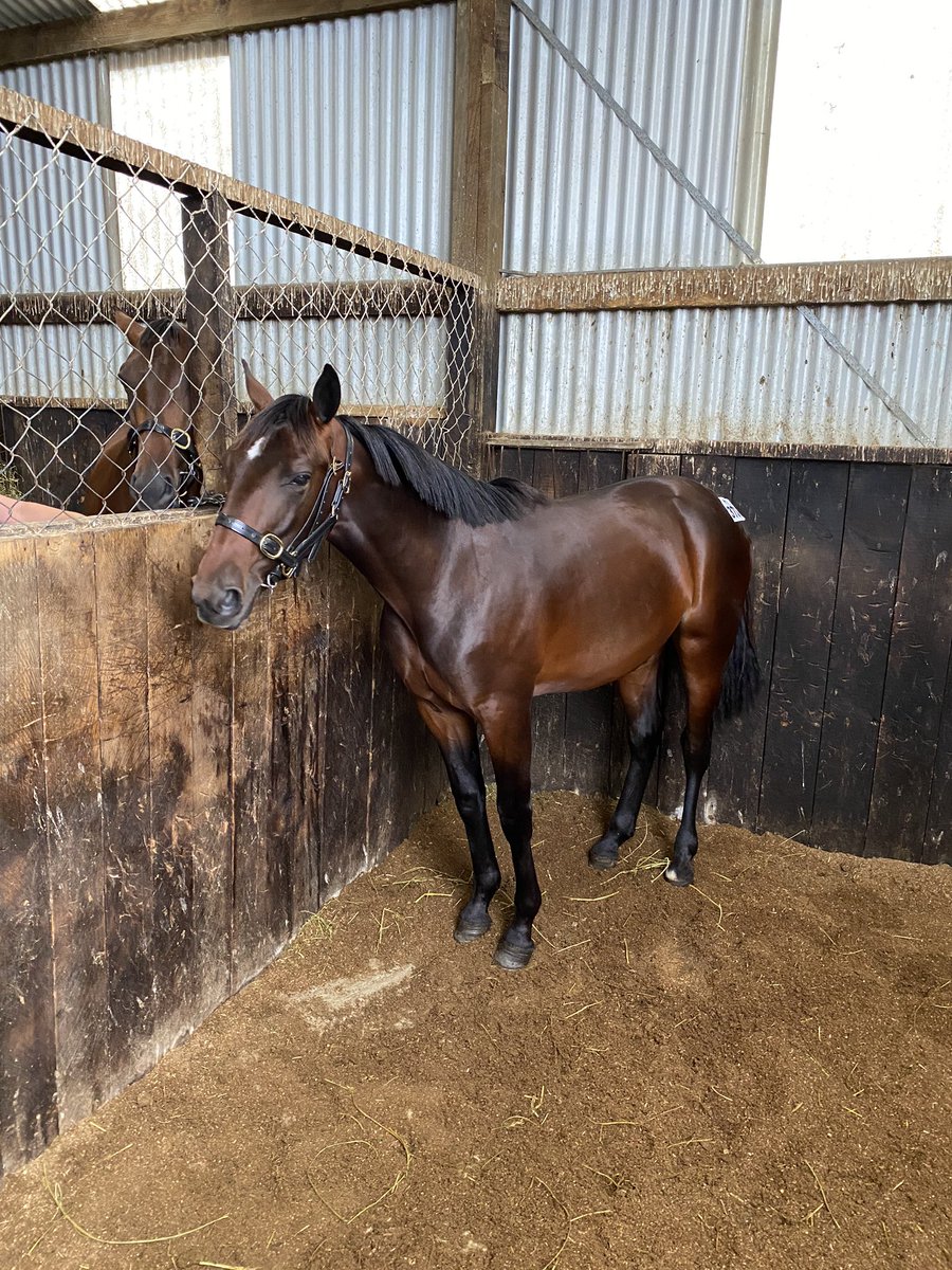 NZSBA's tweet photo. First stop on the second day of the Southern Bred Southern Reared Yearling Tour was the powerful Shard Farm Standardbreds draft!

Mark and Debbie Smith had their yearlings looking a picture as always 👌🏻🙋🏾‍♂️ https://t.co/dmFCx9aXSW