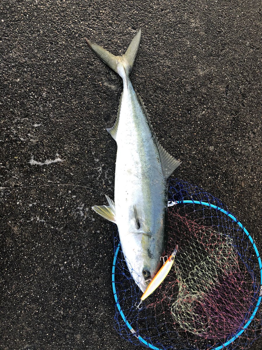 コルセア 爆風ショアジギングに行ってて のブリと60ぐらいのシーバス を釣りました ツインパワー君ありがとう 80以上の青物はやばかった 釣り 海釣り ショアジギング シーバス 青物 ハマチ ブリ