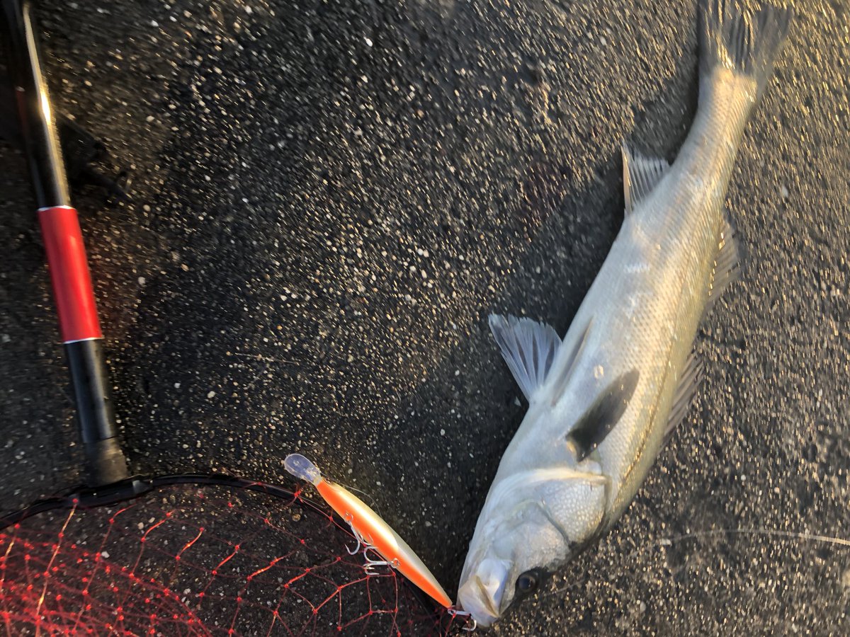 コルセア 爆風ショアジギングに行ってて のブリと60ぐらいのシーバス を釣りました ツインパワー君ありがとう 80以上の青物はやばかった 釣り 海釣り ショアジギング シーバス 青物 ハマチ ブリ