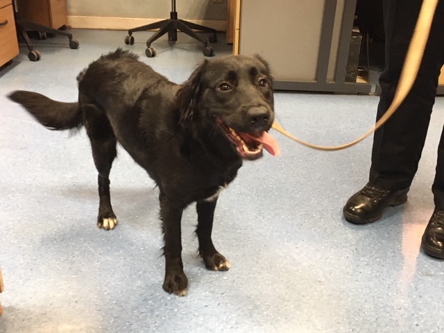 PSOSRenfrew's tweet photo. DOG FOUND - PAISLEY

Found in Storie Street, Paisley on Sunday 9th February 2020, she's not chipped. If you are the owner, or if you know who is please call 101. https://t.co/vkT2L8lKMJ