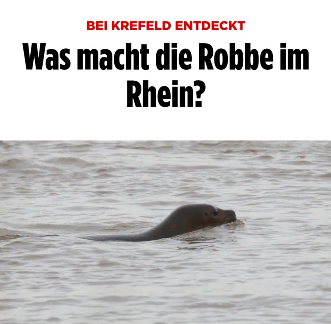 Lennyficate's tweet photo. Zeitung so: *siehe Bild*

Ich so:
"Sag es nicht.
Sag es nicht.
Sag es nicht.
Sag es nicht." 🤦‍♂️

Mein Kopf:
"Was macht die Robbe, Robbe -
macht die Robbe, Robbe -
macht die Robbe, Robbe -
die Robbe dort im Rhein?" 🎶

Danke @Julien_Bam. Danke... https://t.co/OTUFWLU8gC