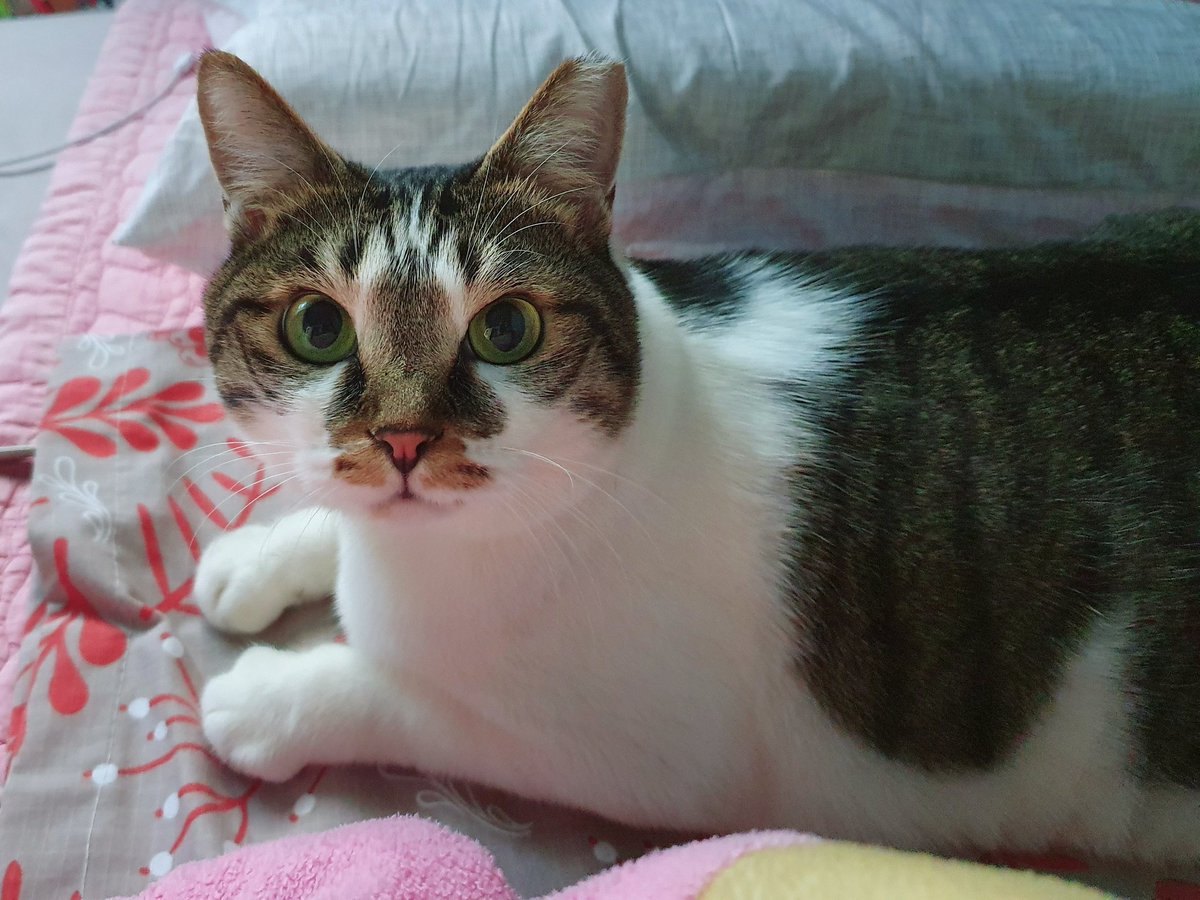 Camellia_thecat's tweet image. 월요일에 동배기를 조와하는 이몽니가 방문하신다고 미리 말해뒀다. 이미 몇번 만났으니까 잘 할 수 있어 배기야!