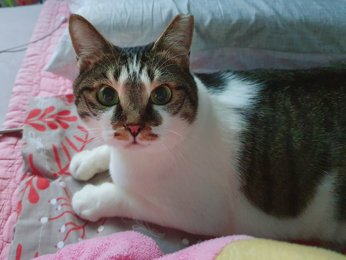 Camellia_thecat's tweet image. 월요일에 동배기를 조와하는 이몽니가 방문하신다고 미리 말해뒀다. 이미 몇번 만났으니까 잘 할 수 있어 배기야!