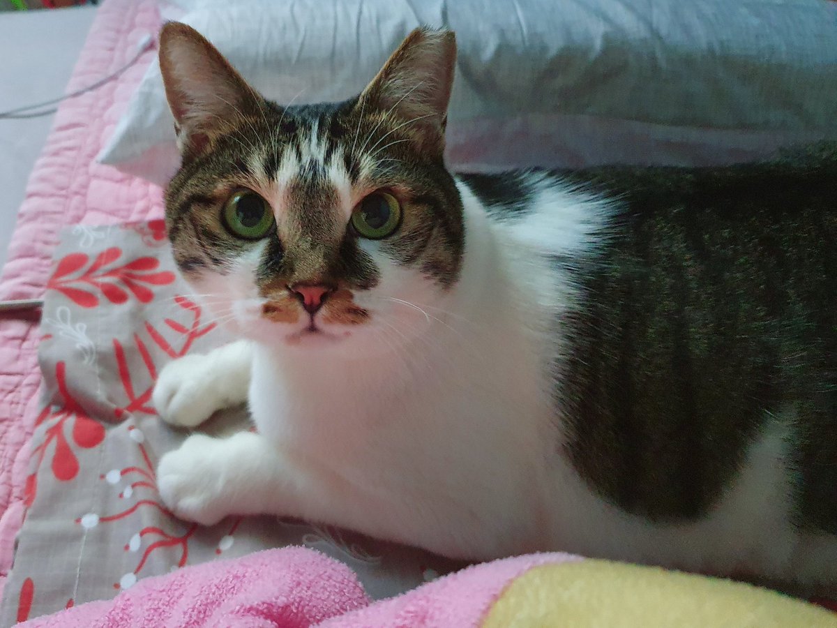 Camellia_thecat's tweet image. 월요일에 동배기를 조와하는 이몽니가 방문하신다고 미리 말해뒀다. 이미 몇번 만났으니까 잘 할 수 있어 배기야!