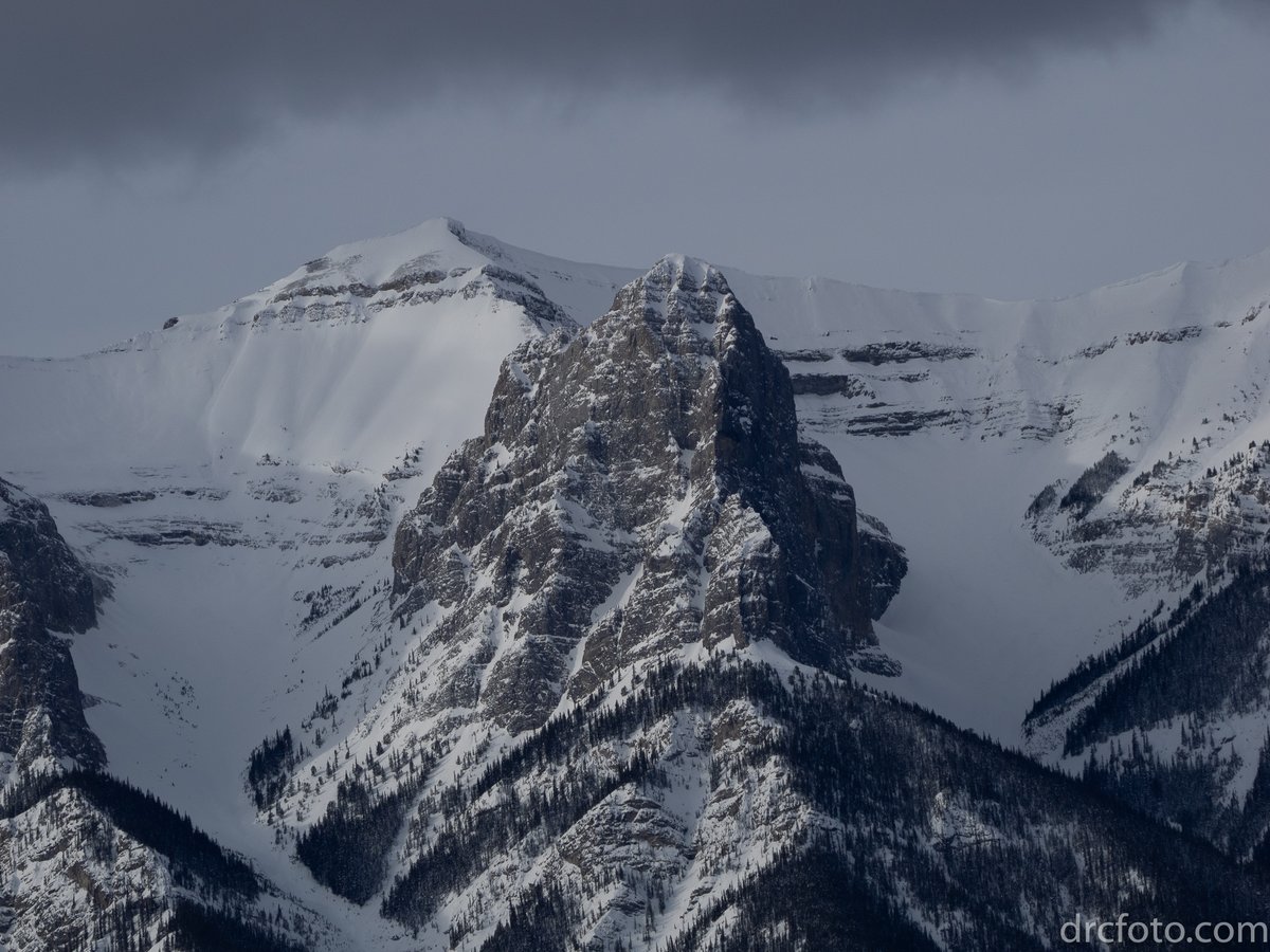 DRCFoto's tweet photo. Mountain Tower. Flank of Mount Lady Macdonald, Canmore, Alberta Rockies. https://t.co/rnYPU0Tj9F #bighornsheep #wildlife https://t.co/4tmVe37rA2