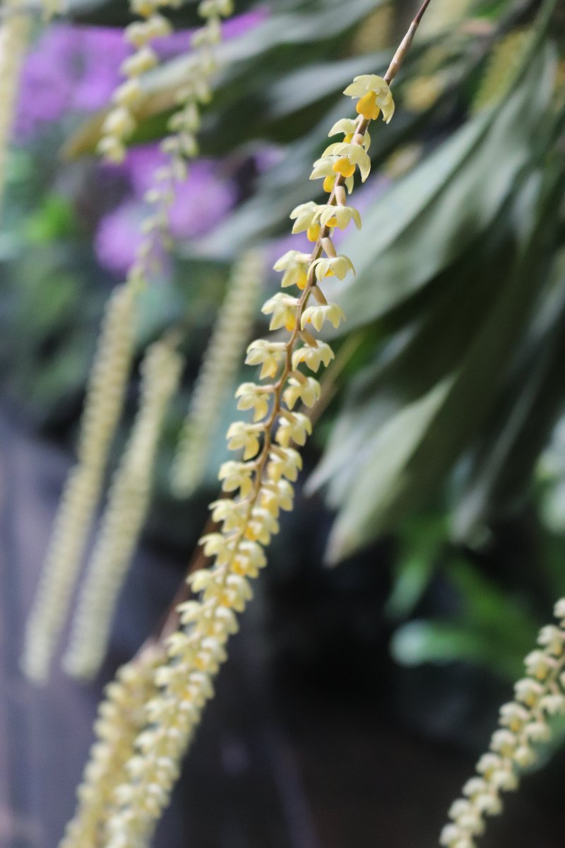 咲くやこの花館 V Twitter 熱帯雨林 室の入り口にて まるでネックレスを思わせるかのような花茎を垂らして咲く こちらは デンドロキルム コッビアヌム というフィリピン原産のラン科の植物で とても良い香りで皆様をお出迎えしております ぜひご覧くださいませ