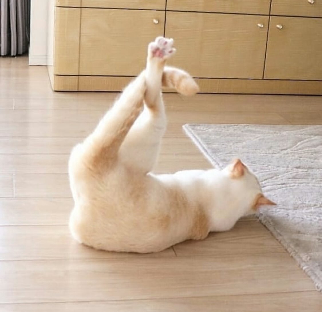 Котик танцует