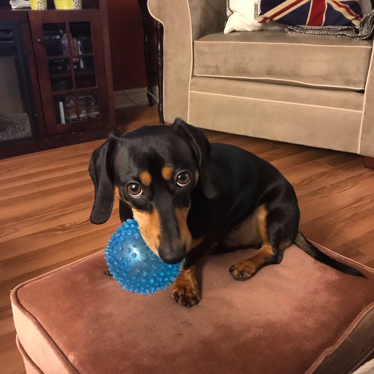 starrca's tweet image. Finnegan the Dachshund #bestathome #bestathomecontest #WKCDogShow