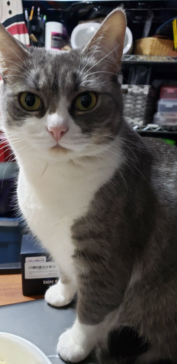 2017Total's tweet image. Mom, I am patiently waiting for my ice cream, so be sure to save me some. 🍧 #icecream #love  #CatsOfTwitter