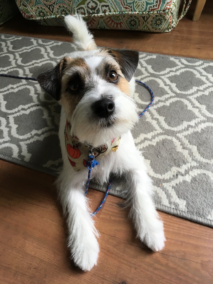 smanning2's tweet photo. #bestathomecontest #wkcdogshow Jersey the Russell https://t.co/DIN4wbz3Pr