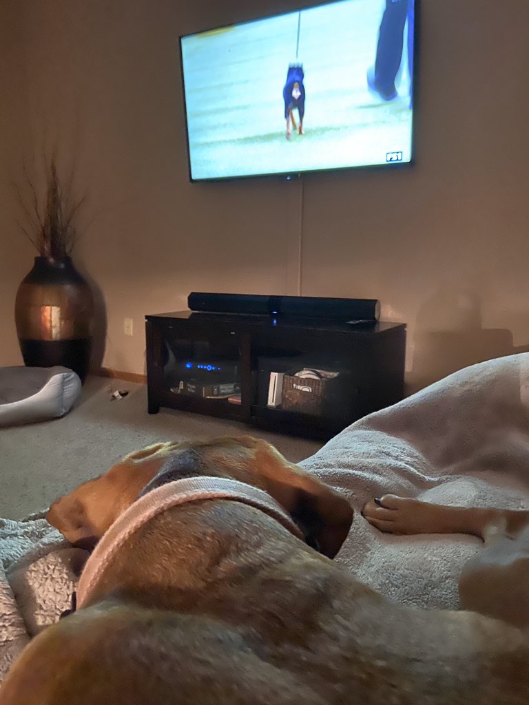 ZelloHd's tweet photo. Watching Westminster - best at home #bestathomecontest #WKCDogShow https://t.co/zXkvmvd7id