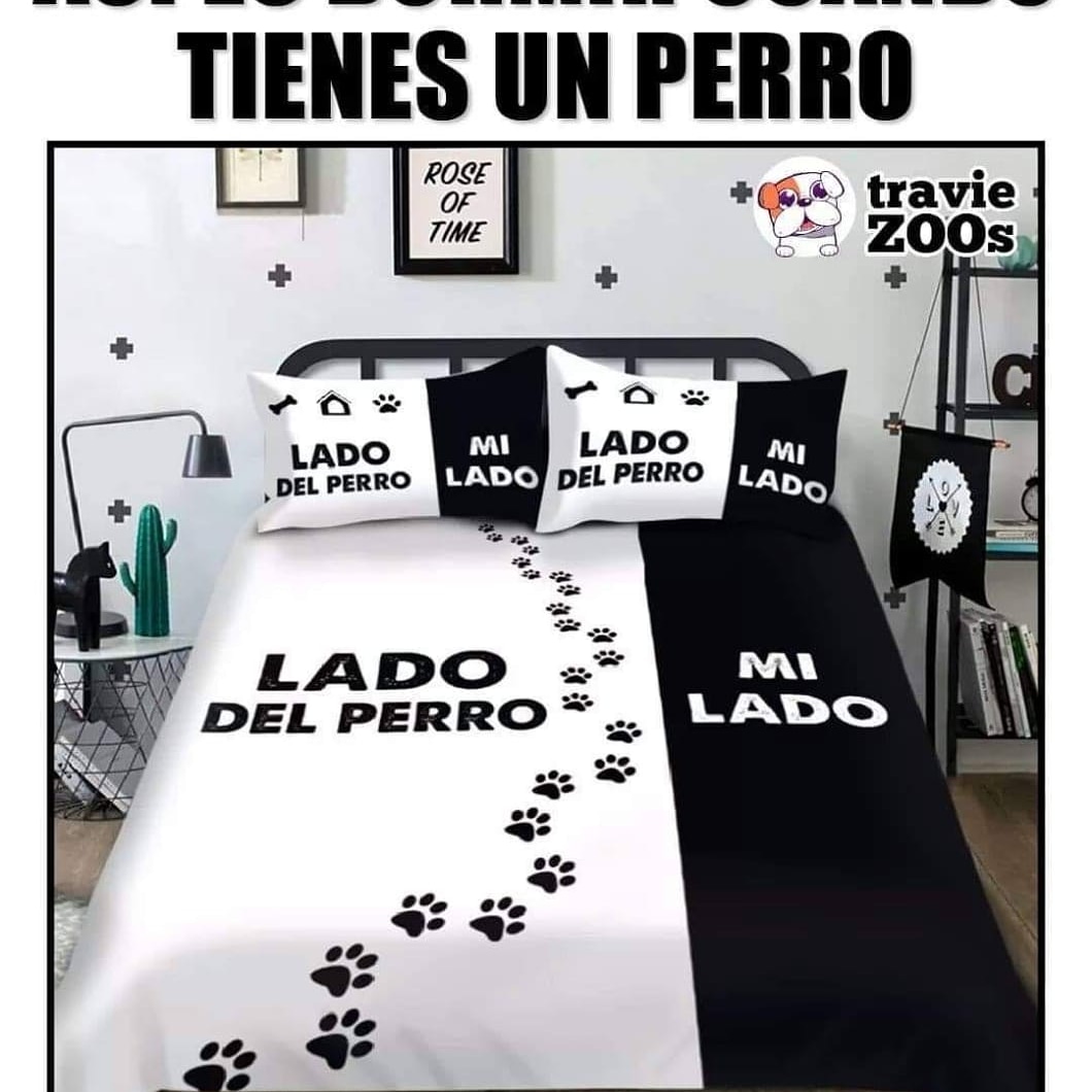 SabreKennel's tweet photo. https://t.co/H7dLR8rBln