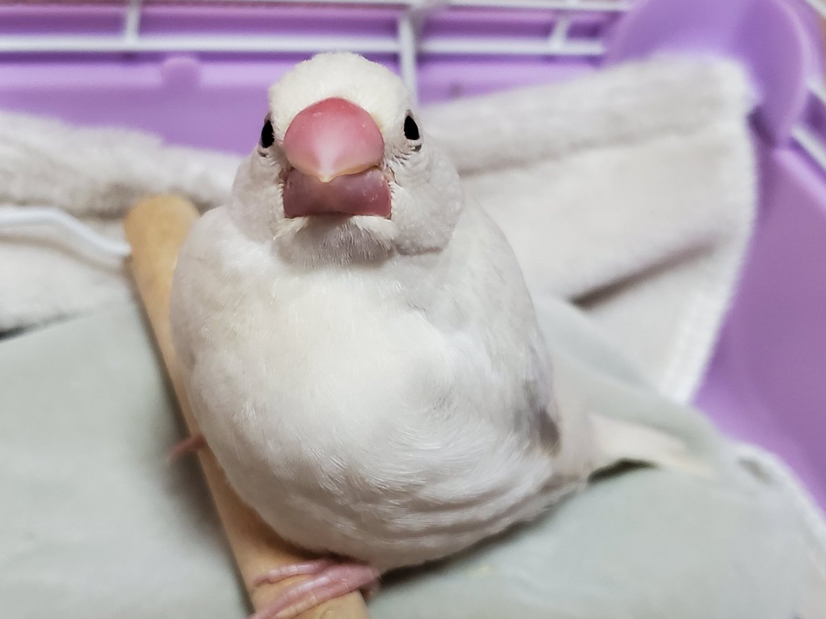 文鳥可愛い 文鳥可愛い
