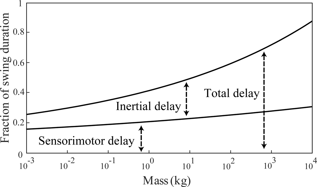 sayednaseel's tweet photo. Consider an animal moving at its maximum sprint speed when it trips. To prevent a fall, it has to reposition its forelimb through 30 degrees within 1 swing duration. Here’s how sensorimotor &amp; inertial delay compare to the available time (8/9): https://t.co/M5fGRbVgzH