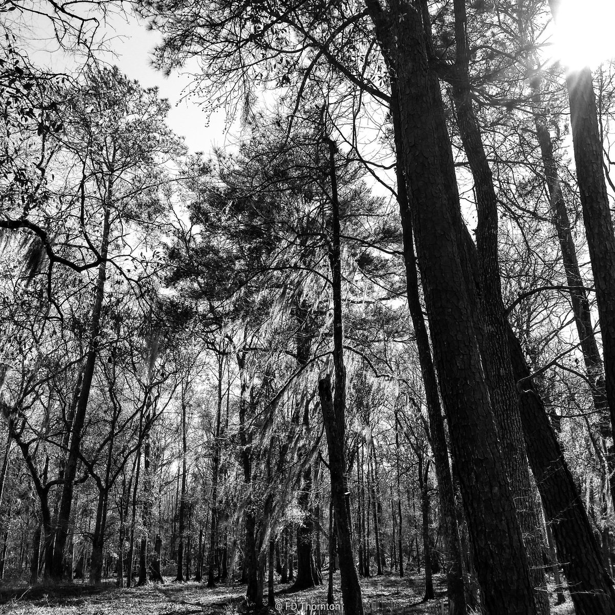 fdtuop's tweet photo. Anymore
•
#poetry #honesty #maturity #wisdom #leavingthepast #escape #onmyown #mindfulness #awareness #mediation #peacewitheverystep #wordsandimages #tellmystory #comingtoterms #findingpeace #findingmyself #blackandwhite #ogeecheeriver #truthlies https://t.co/hfIgw6wnlw