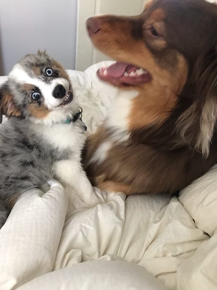 tesscanlon's tweet photo. Gotta show some love to our Aussies, both big &amp; small!  #BESTATHOMECONTEST #WKCDOGSHOW https://t.co/ageN5liMwL