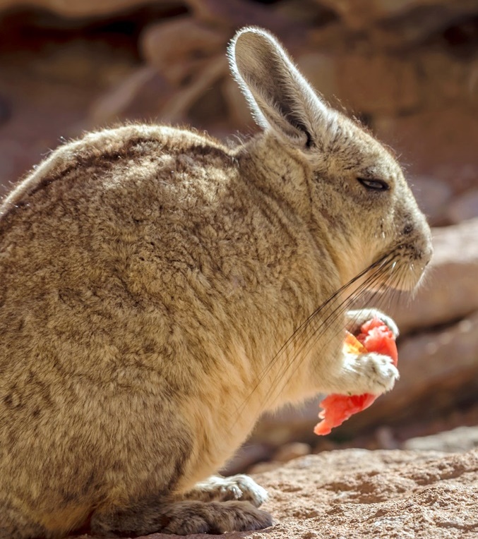 伊豆シャボテン動物公園公式ツイッター A Twitter この画像のビスカッチャは飼育したことはありませんm M