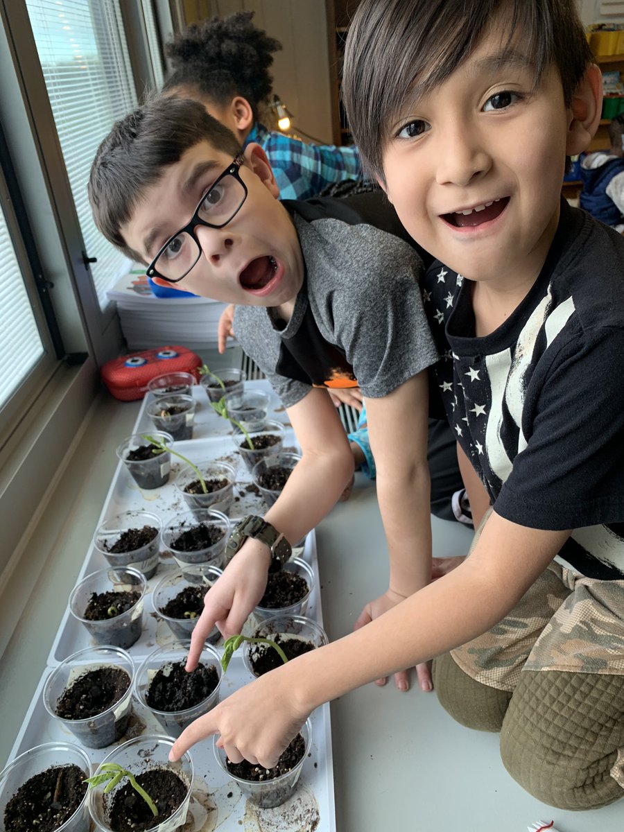 PicconeDanielle's tweet image. These second graders are loving Science!  Our class is really enjoying making observations as we watch our plants grow! @WestRidgeGreece @GreeceCentral