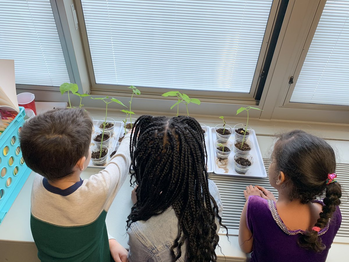 PicconeDanielle's tweet image. These second graders are loving Science!  Our class is really enjoying making observations as we watch our plants grow! @WestRidgeGreece @GreeceCentral