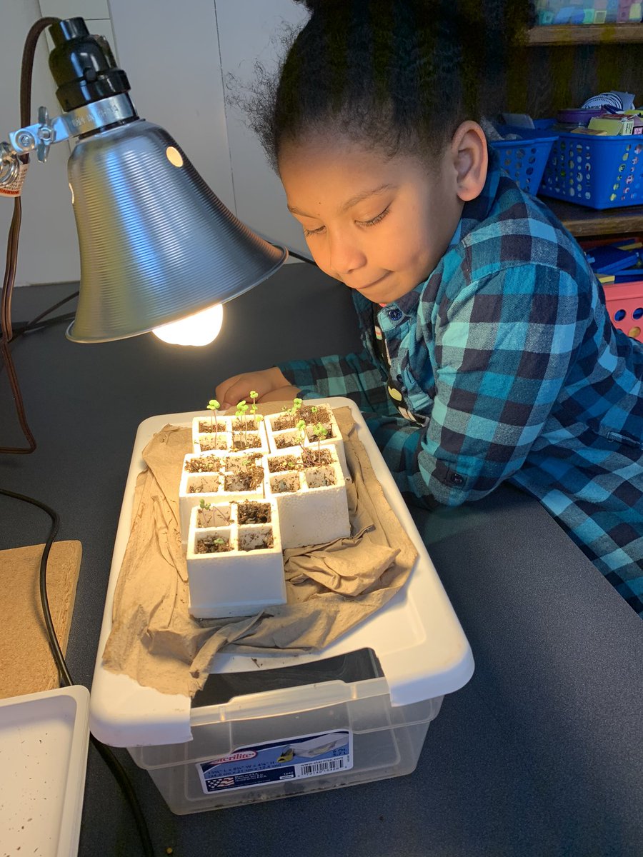 PicconeDanielle's tweet image. These second graders are loving Science!  Our class is really enjoying making observations as we watch our plants grow! @WestRidgeGreece @GreeceCentral