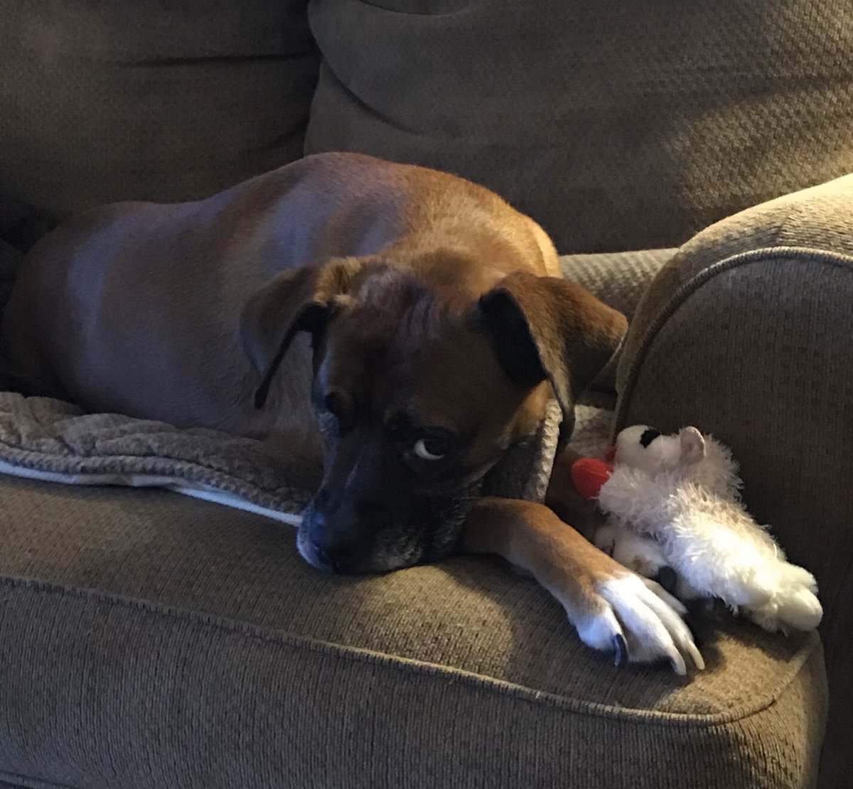 ata1512's tweet photo. @WKCDOGS #BestAtHomeContest #bestathome https://t.co/Xf5QpV9QqS