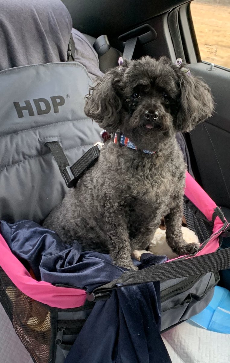 Molly, a toy poodle, enjoys watching the WKC Dog Show!  #bestathomecontest #WKCDogShow