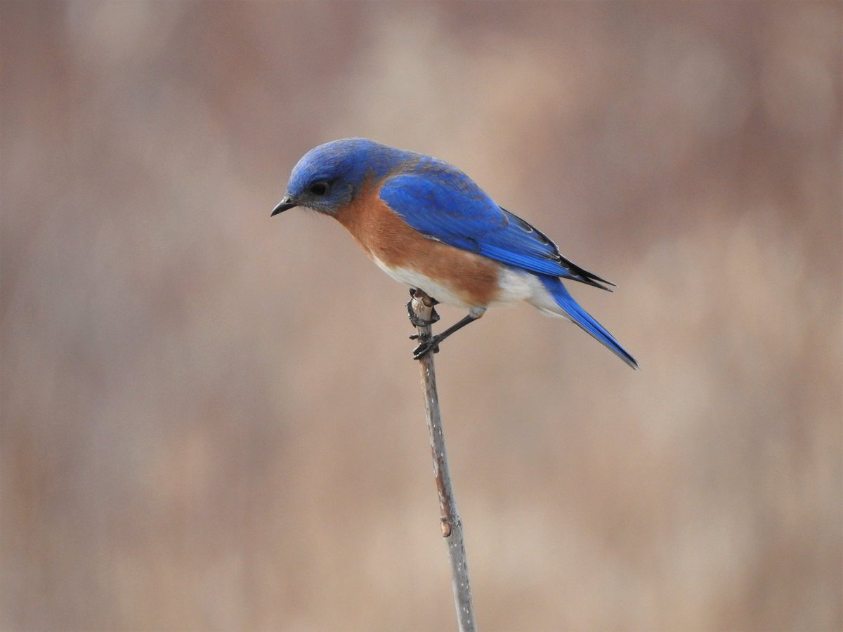 todaysbird's tweet photo. Eastern bluebird.
(Photo courtesy of Sally McBride Knudsen)
#wildlifephotography #nature #bloodpressurebreak https://t.co/8ZNUxLuH6v