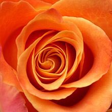 Notthemacanon Rose F Or M Definite Singular Rosa Or Rosen Indefinite Plural Roser Definite Plural Rosene A Rose Plant And Flower Of Genus Rosa T Co Whamqgbylw