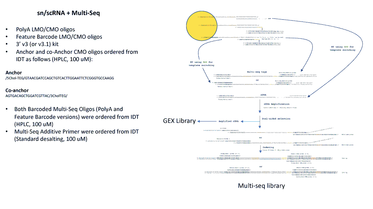 LGMartelotto's tweet photo. Hi #singlecell friends, I added a few more notes of the #MultiSeq lab notes and also the schematics including sequences (attached), https://t.co/v4KGPSeyBw. We + others tested replacing polyA by CS2 (Feature) and works fine, just note the primer changes for cDNA amp and indexing. https://t.co/8LTMhWe1ky