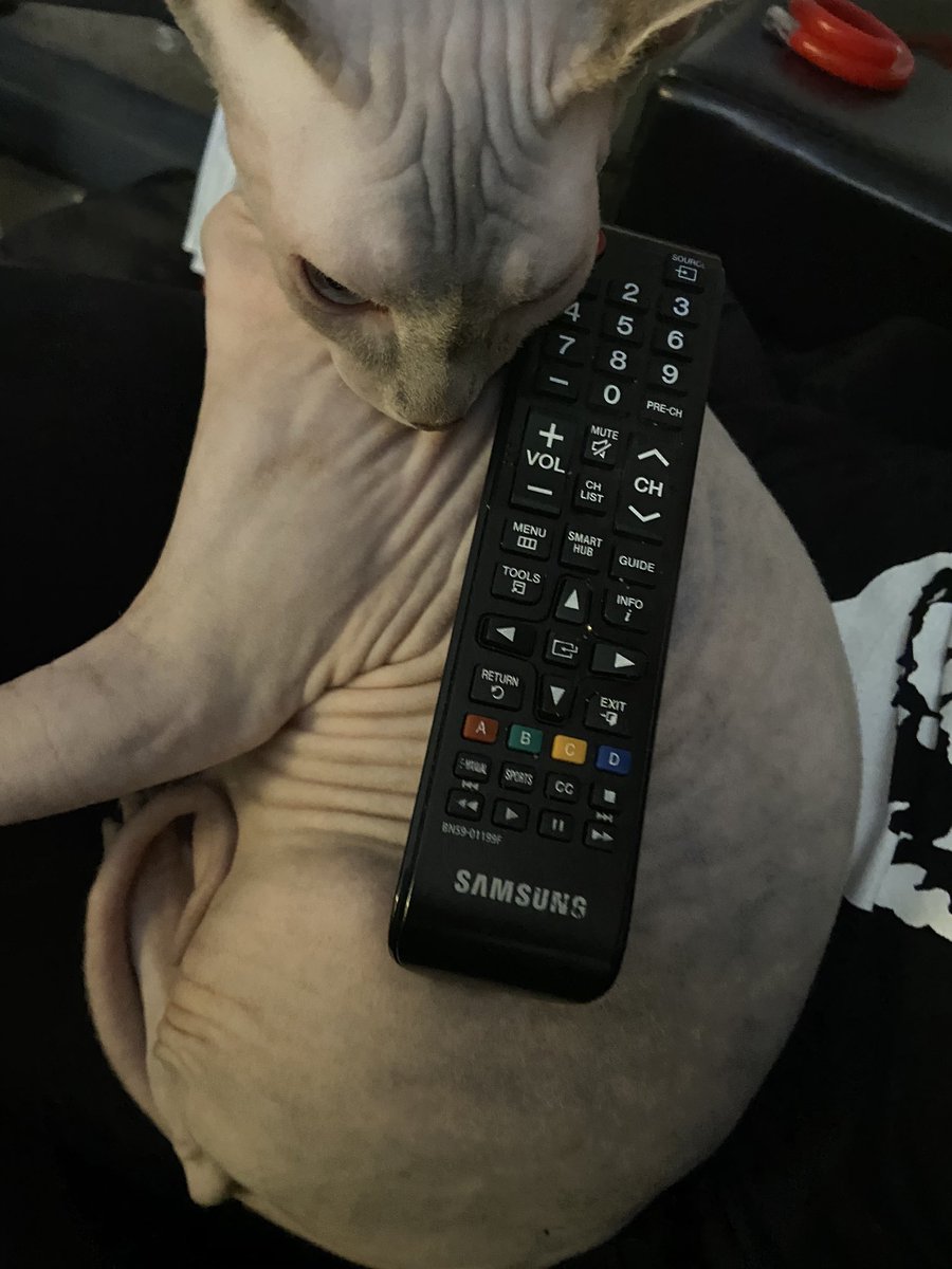 Oops. This one. I let her pick & she is not feelin it😾#Sphynx #Sphynxes #sphynxcat #cats #catlover #sphynxlair #sphynxunlimited #nakedcat #sphynxlover #hairlesscat #Sphynxkitten  #sphynxcattery #sphynxbaby #smeagol #sphynxfamily #netflix #tv #watchingtv #grumpy #grumpycat #angry