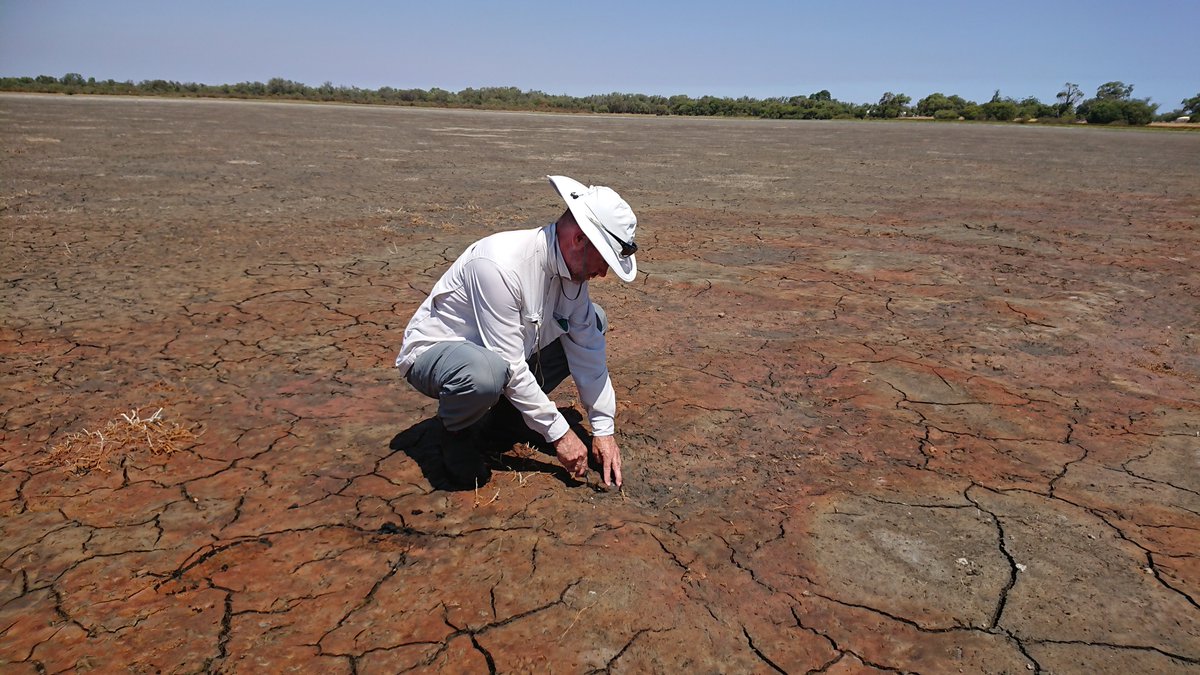 Lake McLarty may have just dried out for the season but the assessment work goes on!  Recently assisted Mia of Enkura Consultants take sediment samples to help monitor potential acid sulfate soil issues.  @AusLandcare <a href="/PeelHarveyCC/">PeelHarveyCC</a> <a href="/RickJames_PHCC/">RickJames_PHCC</a>