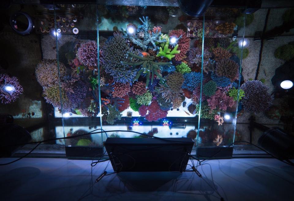 Reefanabolics's tweet image. Fuelled by Reef Anabolics ✨ 🇦🇺 

Photos courtesy of Evan Luo 👏

Beautiful top down shots 😱😍 

#reefanabolics #RA #addicted2fish #reefingmadeeasy #australia #coral #reef #saltwatertank #reeftank #amazing  #allmymoneygoestocoral #acropora #lpscoral #aquarium #kessil