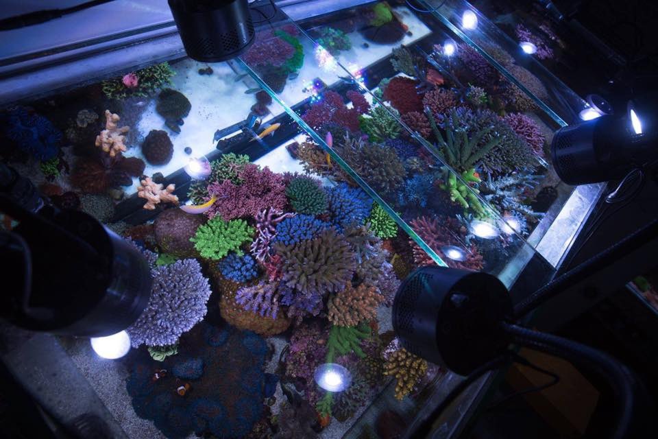 Reefanabolics's tweet image. Fuelled by Reef Anabolics ✨ 🇦🇺 

Photos courtesy of Evan Luo 👏

Beautiful top down shots 😱😍 

#reefanabolics #RA #addicted2fish #reefingmadeeasy #australia #coral #reef #saltwatertank #reeftank #amazing  #allmymoneygoestocoral #acropora #lpscoral #aquarium #kessil