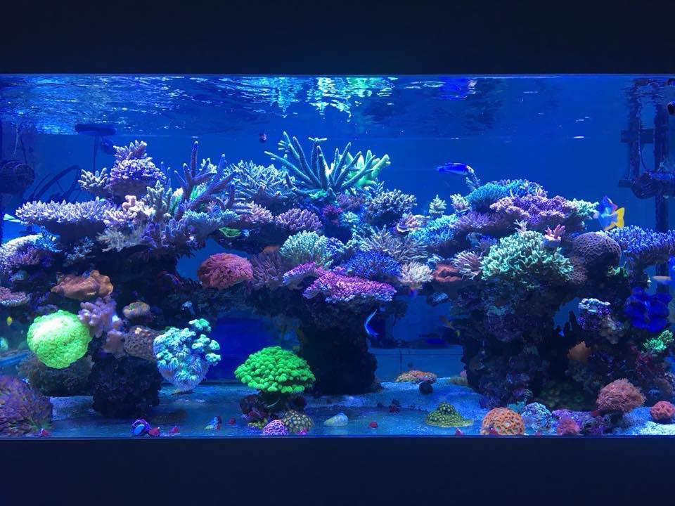 Reefanabolics's tweet image. Fuelled by Reef Anabolics ✨ 🇦🇺 

Photos courtesy of Evan Luo 👏

Beautiful top down shots 😱😍 

#reefanabolics #RA #addicted2fish #reefingmadeeasy #australia #coral #reef #saltwatertank #reeftank #amazing  #allmymoneygoestocoral #acropora #lpscoral #aquarium #kessil