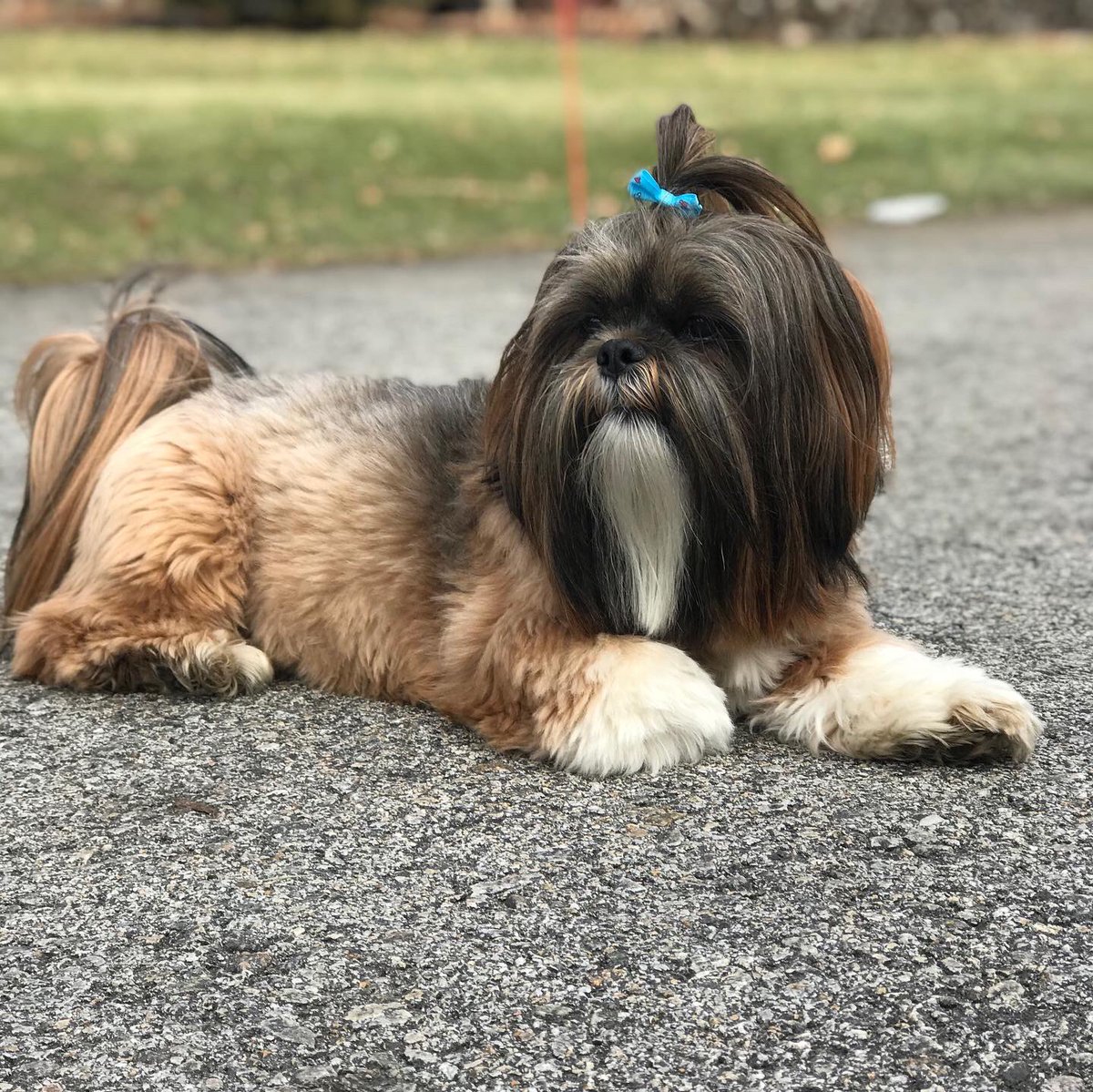 Robinwink5's tweet photo. @WKCDOGS https://t.co/gHFGZDRWDf