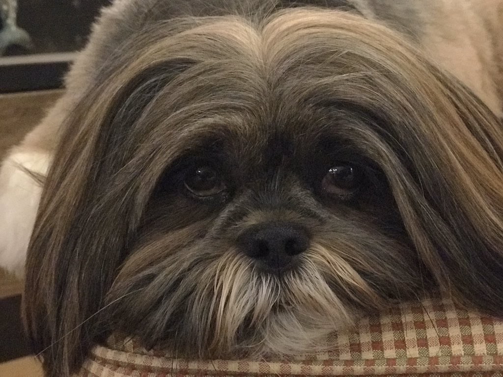 Robinwink5's tweet photo. Here is Lola - female Lhasa Apso #BestAtHomeContest https://t.co/GpDI2zC8R0
