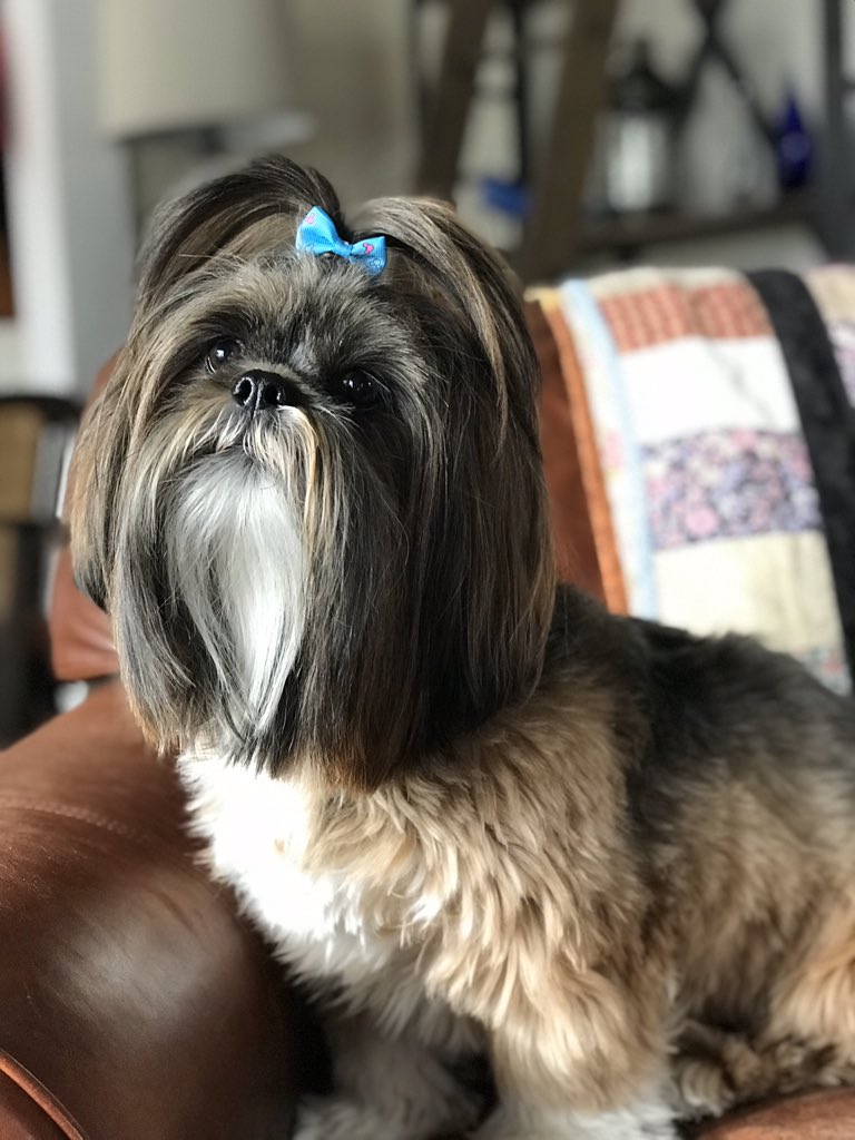 Robinwink5's tweet photo. Here is Lola - female Lhasa Apso #BestAtHomeContest https://t.co/GpDI2zC8R0