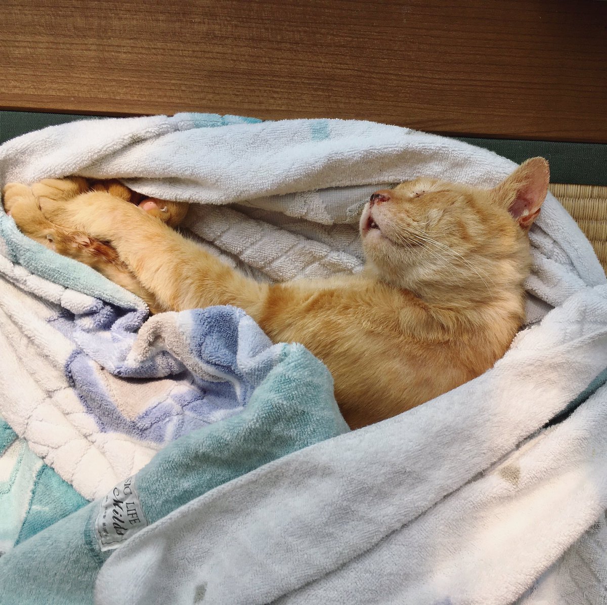 りえし On Twitter きんちゃんは疲れ果てて眠ったところだ 元気になった途端 さかりが始まった オンナ 女 一日中うるさい 特に夜中 あまりの悲痛な恋の叫び声に 眠っていられない スプレー行動もスタートし 家の中の様々な箇所がサバンナの香り