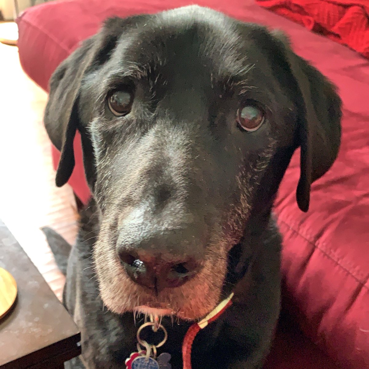 colettemae's tweet photo. Today was the first day I really wanted a dog after #dieseldog - I saw the sweetest service dog and it made me miss my guy https://t.co/DUX7jAO8mf