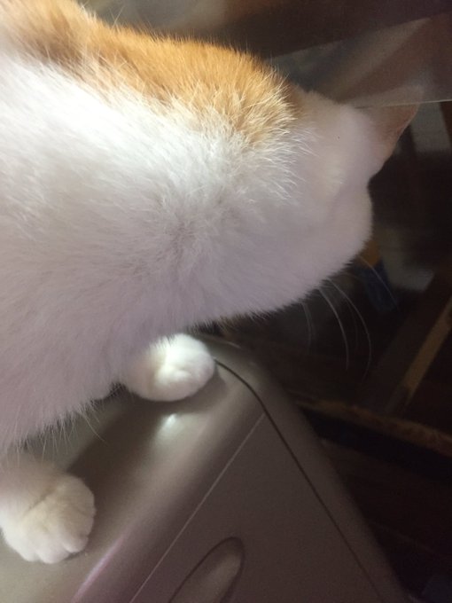 うちのぬこを見てのtwitterイラスト検索結果