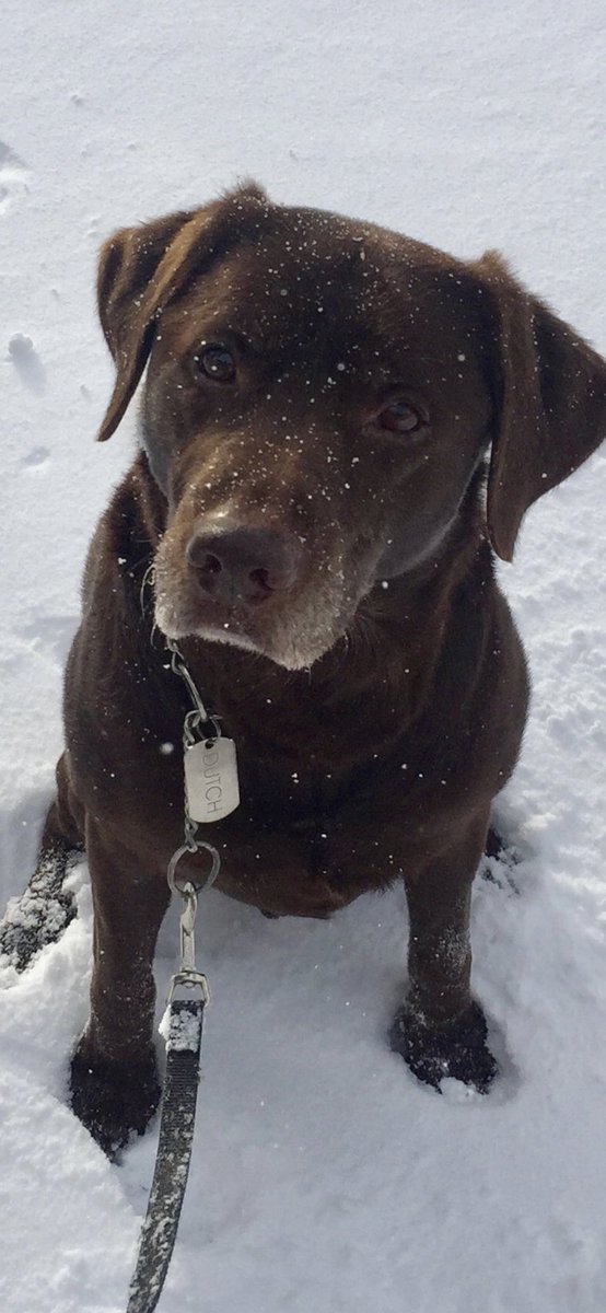 @BESTATHOMECONTEST #WKCDogShow