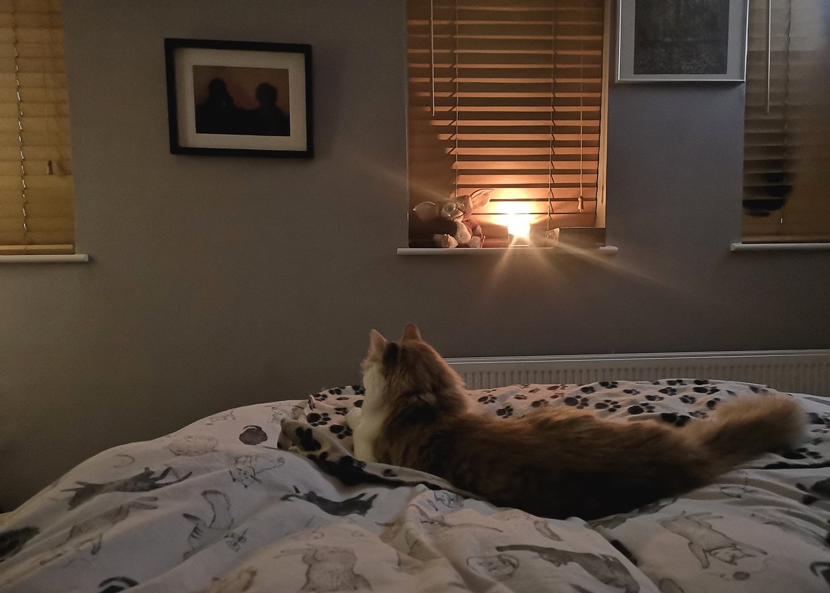 MortyMatters's tweet photo. Morty by candlelight 🧡🧡🧡🧡🧡#CatsOfTwitter #CuteCats #cuteness #cats #TuesdayThoughts #snowday ❄️ https://t.co/5opPuSCTUt