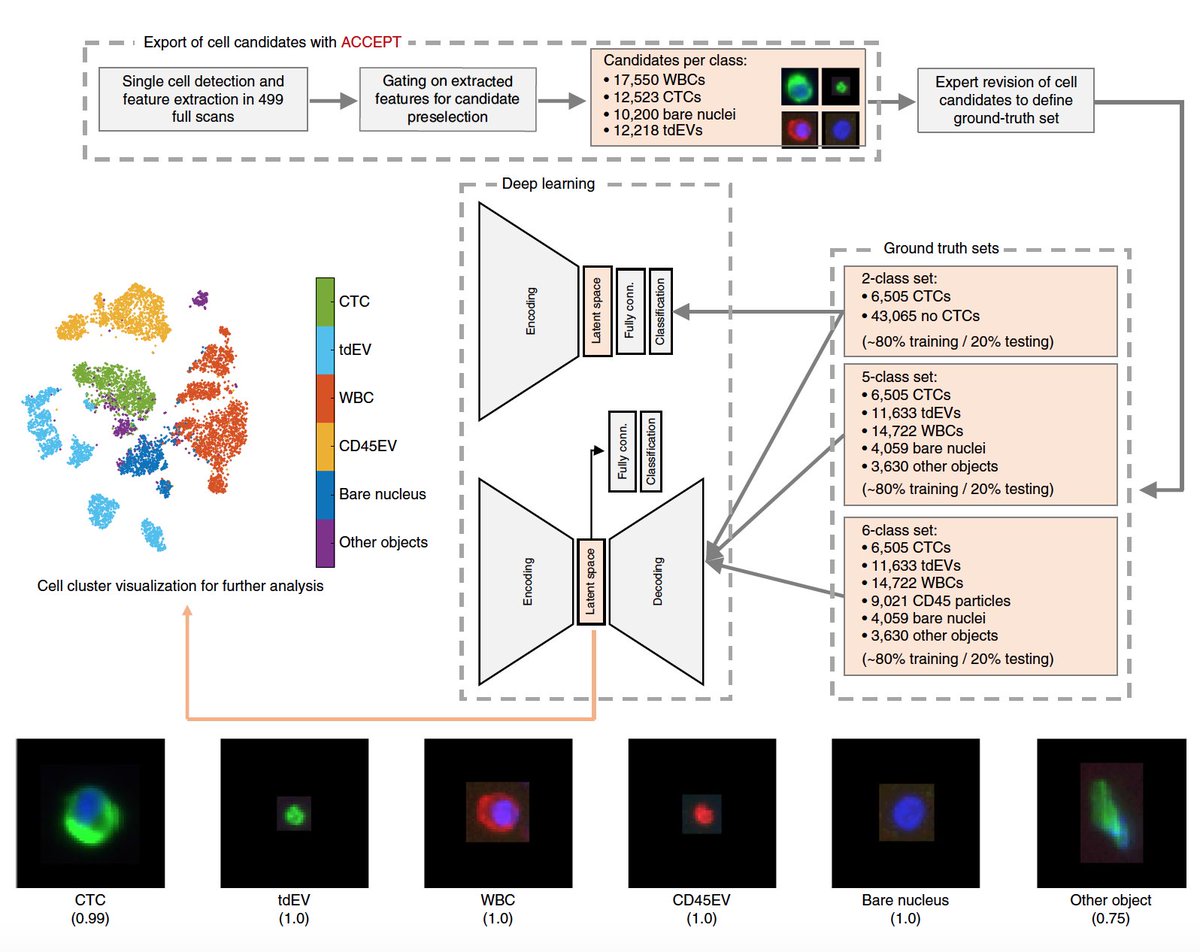 ChristophBrune's tweet photo. "Unravel the Hidden” - Deep Learning of Circulating Tumour Cells. Proud of Leonie Zeune and Yoeri Boink making this possible with @UTwente MCBP group and IMI #CancerID. >> https://t.co/XJQPWipUCg @utwenteEN #TechMedCentre #Cancer #AI #Healthcare #Math #DeepLearning @NatMachIntell https://t.co/KhDo4qu55K