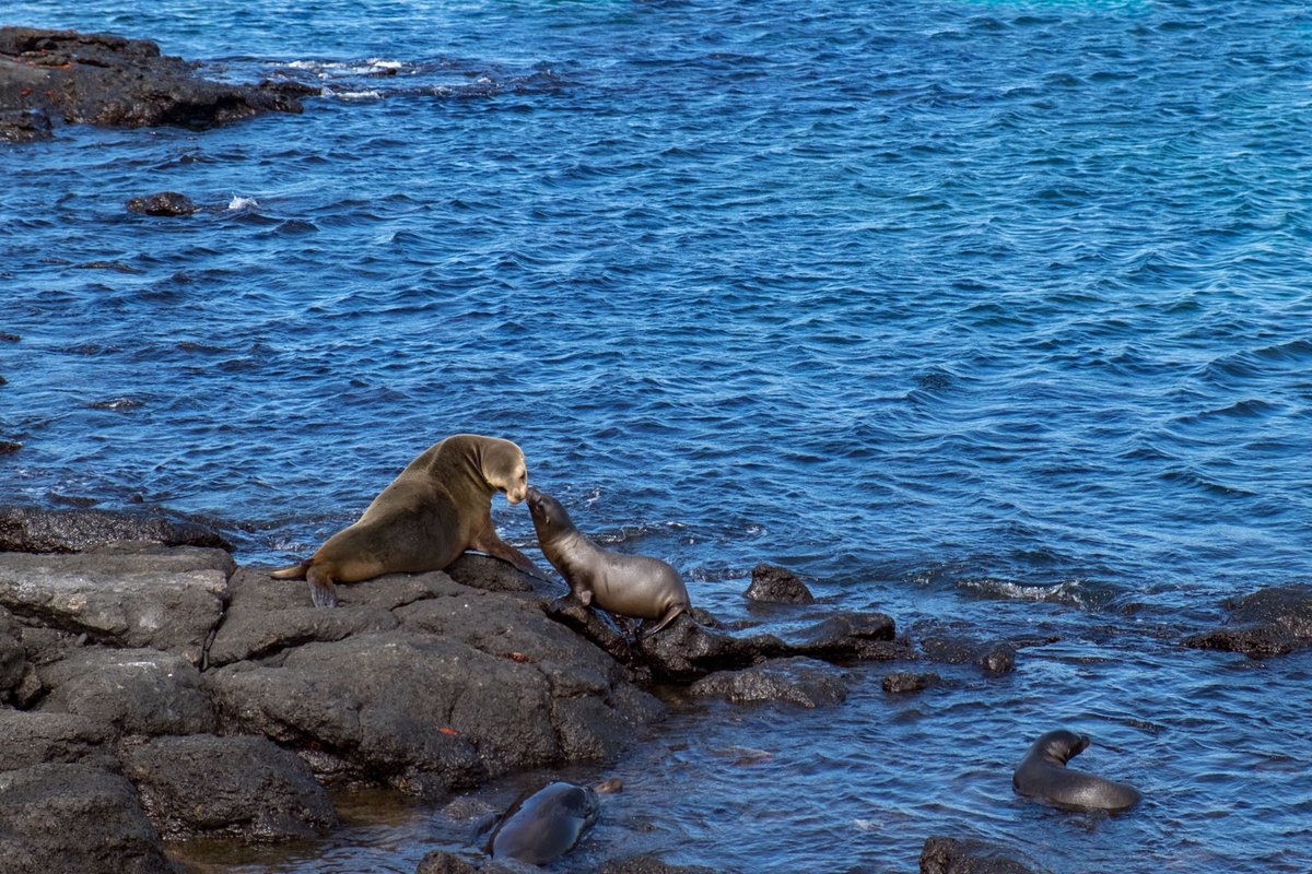 DunyaninRenkler's tweet image. Dünyanın tüm renklerini paylaştığımız dostlarımız... Sırasıyla; 2017 Ekvador&amp;amp;Galapagos seyahatimizden, 2014 Borneo seyahatimizden 2010 Ruanda seyahatimizden bize kalanlar. 🌎 #Earth #travelblogger