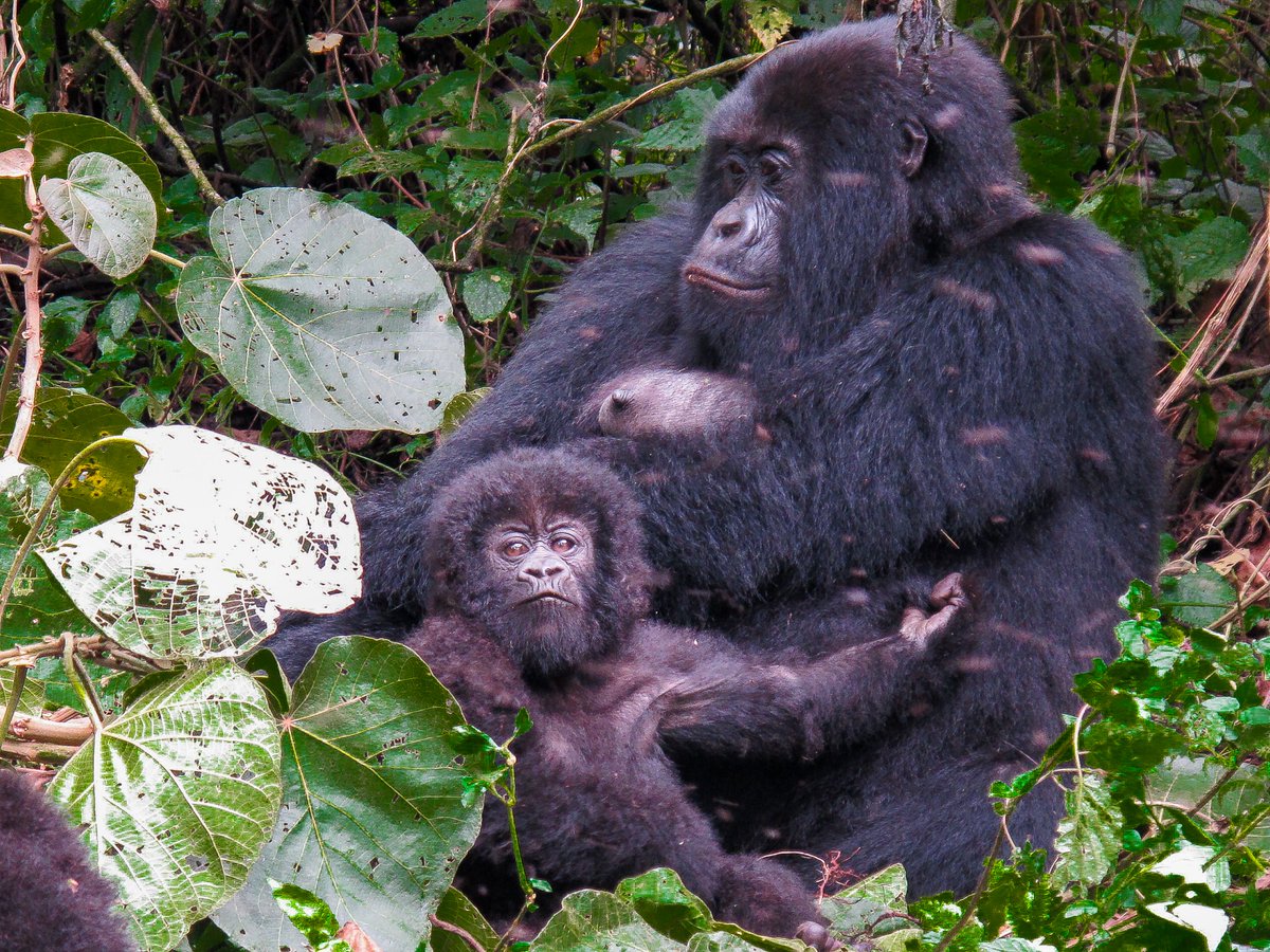 DunyaninRenkler's tweet image. Dünyanın tüm renklerini paylaştığımız dostlarımız... Sırasıyla; 2017 Ekvador&amp;amp;Galapagos seyahatimizden, 2014 Borneo seyahatimizden 2010 Ruanda seyahatimizden bize kalanlar. 🌎 #Earth #travelblogger