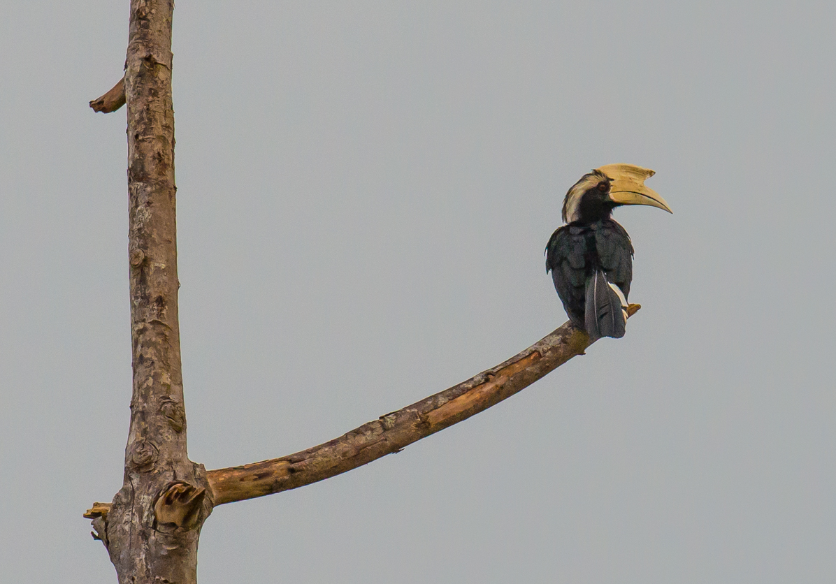 DunyaninRenkler's tweet image. Dünyanın tüm renklerini paylaştığımız dostlarımız... Sırasıyla; 2017 Ekvador&amp;amp;Galapagos seyahatimizden, 2014 Borneo seyahatimizden 2010 Ruanda seyahatimizden bize kalanlar. 🌎 #Earth #travelblogger